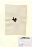 藏品(海木耳)的圖片